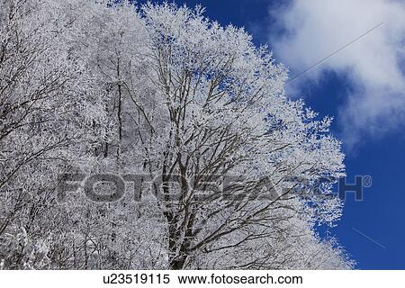 Snowcapped trees View Large Photo Image Stock Photography - Snowcapped trees. Fotosearch