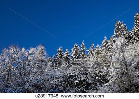Stock Photography - Snowcapped trees. Fotosearch
