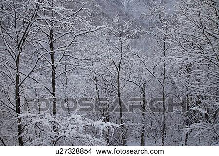 Snowcapped woods View Large Photo Image Picture - Snowcapped woods. Fotosearch