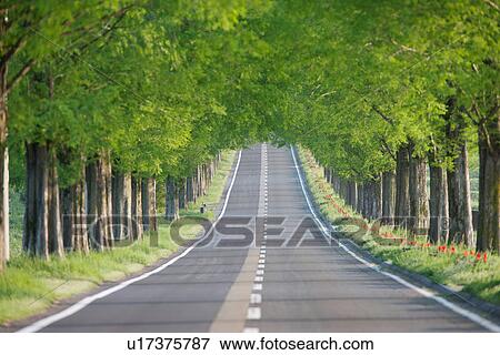 Stock Photo - Straight Road Through Lines of Green Trees. Fotosearch