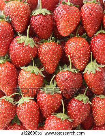 Strawberries View Large Photo Image Stock Photography - Strawberries. Fotosearch