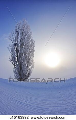 Sun and Tree In Winter View Large Photo Image Stock Image - Sun and Tree In Winter. Fotosearch