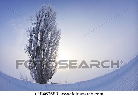 Stock Image - Sun and Tree In Winter. Fotosearch