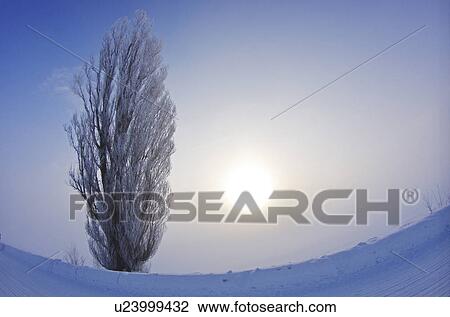 Sun and Tree In Winter View Large Photo Image Stock Image - Sun and Tree In Winter. Fotosearch