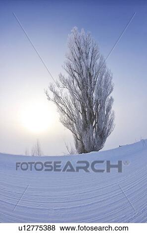 Stock Photo - Sun and Tree In Winter. Fotosearch