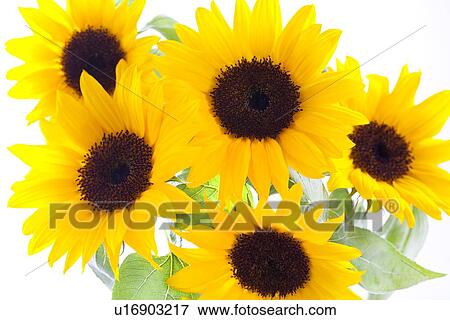 Sunflowers View Large Photo Image Stock Photo - Sunflowers. Fotosearch
