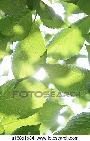Sunlight through branches View Large Photo Image Picture - Sunlight through branches. Fotosearch