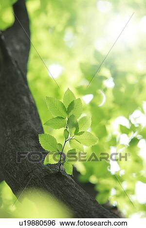 Stock Photograph - Sunlight through branches. Fotosearch