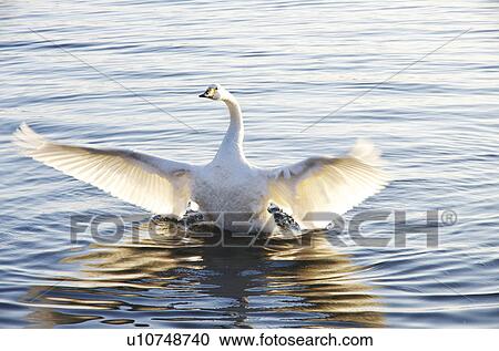 Stock Image - Swan Spreading Wings. Fotosearch
