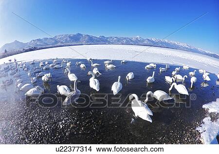 Swans at Lake Kussharo View Large Photo Image Picture - Swans at Lake Kussharo. Fotosearch
