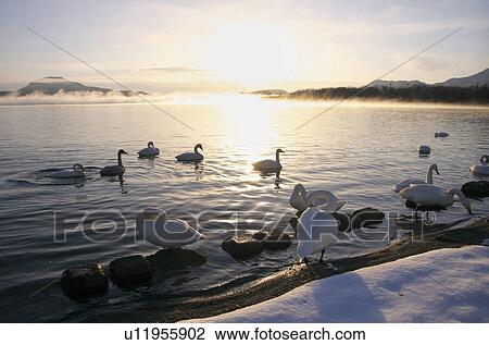 Swans at Lake Kussharo View Large Photo Image Stock Image - Swans at Lake Kussharo. Fotosearch