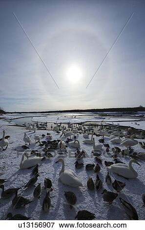 Swans at Tokachi River In Winter View Large Photo Image Stock Photo - Swans at Tokachi River In Winter. Fotosearch
