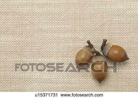 Three acorns View Large Photo Image Stock Image - Three acorns. Fotosearch