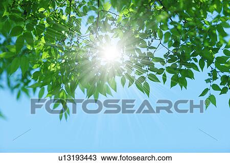 Stock Image - Tree and sunbeam, Japan. Fotosearch