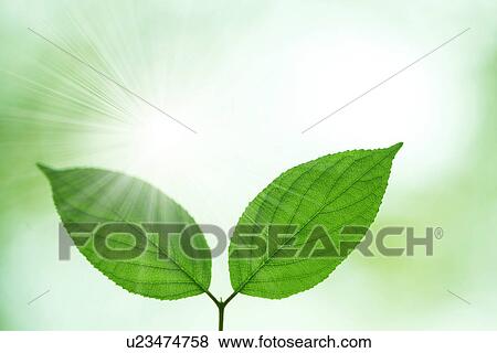 Stock Photo - Tree in spring. Fotosearch