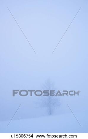 Tree In Winter View Large Photo Image Picture - Tree In Winter. Fotosearch