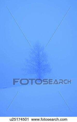 Tree In Winter View Large Photo Image Stock Image - Tree In Winter. Fotosearch