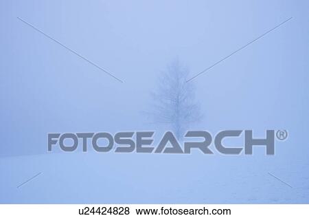 Tree In Winter View Large Photo Image Stock Photo - Tree In Winter. Fotosearch