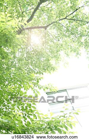 Picture - Tree, low angle view. Fotosearch