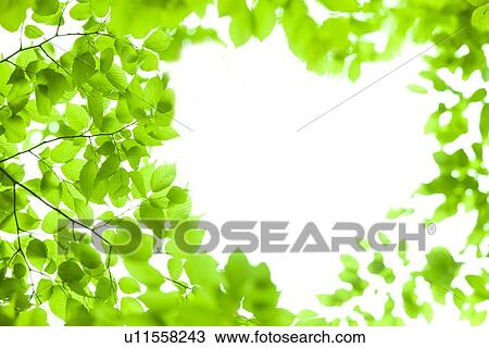 Tree, low angle view View Large Photo Image Stock Image - Tree, low angle view. Fotosearch
