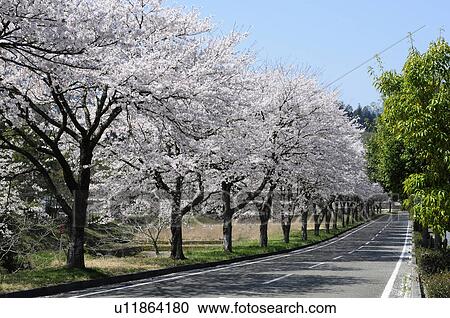 Stock Image - Treelined road. Fotosearch