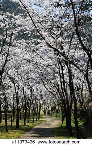 Treelined rural road View Large Photo Image Stock Photograph - Treelined rural road. Fotosearch