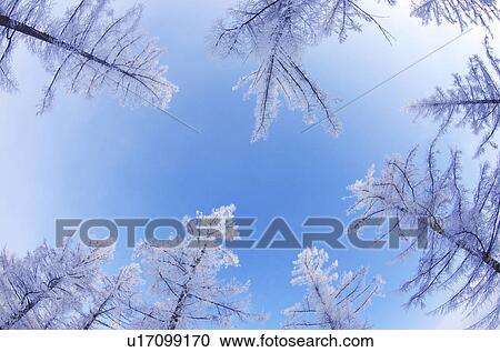 Trees Covered In Frost View Large Photo Image Stock Image - Trees Covered In Frost. Fotosearch