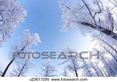Trees Covered In Frost View Large Photo Image Stock Photography - Trees Covered In Frost. Fotosearch