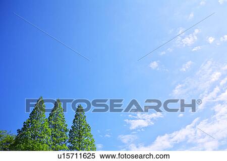 Stock Photography - Treetops in the sky. Fotosearch