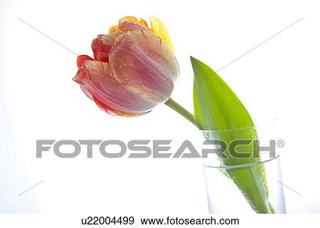 Tulip View Large Photo Image Stock Photo - Tulip. Fotosearch