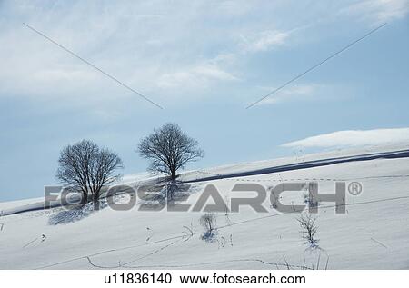 Stock Image - Two Bare Trees In Winter Landscape. Fotosearch