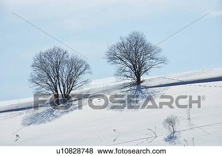 Two Bare Trees In Winter Landscape View Large Photo Image Stock Photo - Two Bare Trees In Winter Landscape. Fotosearch