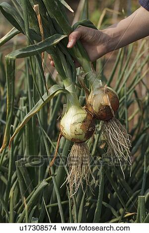 Picture - Two onions. Fotosearch