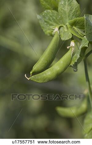 Stock Image - Two snap peas. Fotosearch