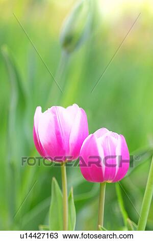 Two tulips View Large Photo Image Stock Image - Two tulips. Fotosearch