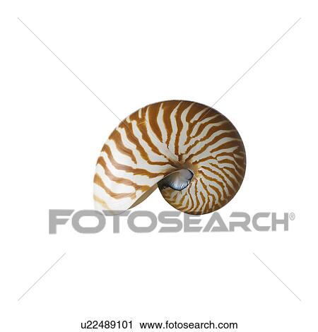 Univalve shell View Large Photo Image Stock Image - Univalve shell. Fotosearch