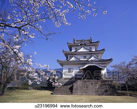 Uwajima castle and cherry blossoms, Uwajima City, Ehime Prefecture, Japan View Large Photo Image Picture - Uwajima castle and cherry blossoms, Uwajima City, Ehime Prefecture, Japan. Fotosearch