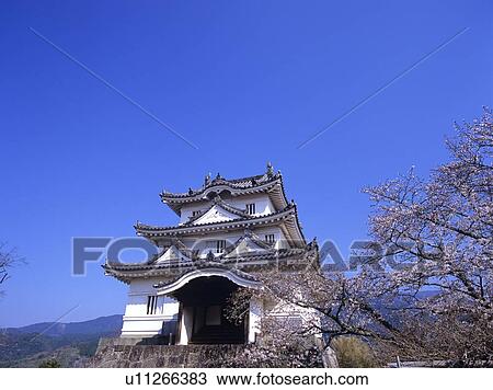 Uwajima castle and cherry blossoms, Uwajima City, Ehime Prefecture, Japan View Large Photo Image Stock Image - Uwajima castle and cherry blossoms, Uwajima City, Ehime Prefecture, Japan. Fotosearch