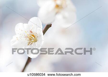 White Plum Blossoms View Large Photo Image Picture - White Plum Blossoms. Fotosearch