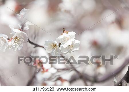 Stock Image - White Plum Blossoms. Fotosearch