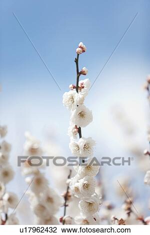 White Plum Blossoms View Large Photo Image Stock Image - White Plum Blossoms. Fotosearch