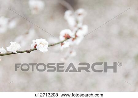 White Plum Blossoms View Large Photo Image Stock Photo - White Plum Blossoms. Fotosearch