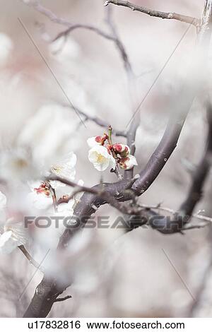 Stock Photograph - White Plum Blossoms. Fotosearch