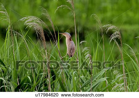 Stock Image - Yellow bittern, Saitama Prefecture, Japan. Fotosearch
