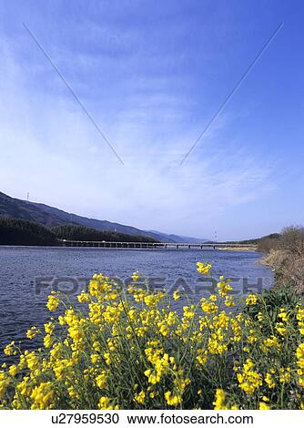 Yoshino river, Mima City, Tokushima Prefecture, Japan View Large Photo Image Stock Image - Yoshino river, Mima City, Tokushima Prefecture, Japan. Fotosearch