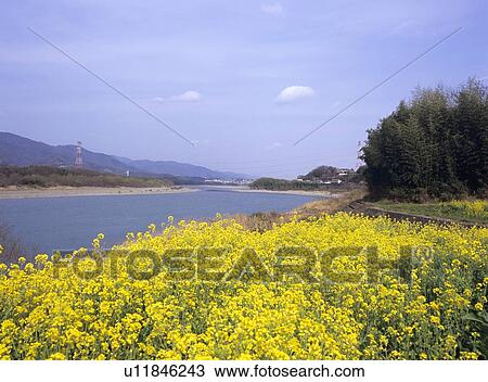 Stock Image - Yoshino river, Miyoshi City, Tokushima Prefecture, Japan. Fotosearch