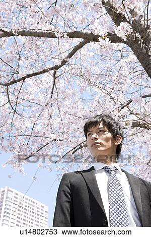 Stock Image - Young Businessman Under Cherry Blossom Tree. Fotosearch