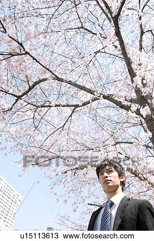 Stock Image - Young Businessman Under Cherry Blossom Tree. Fotosearch