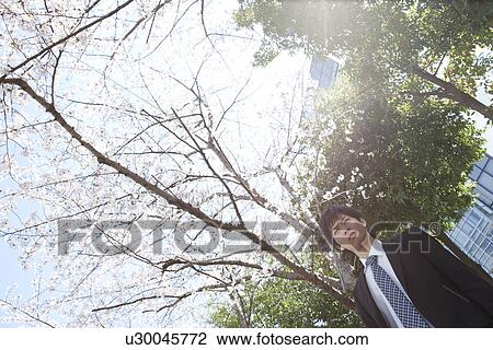 Young Businessman Under Cherry Blossom Tree View Large Photo Image Stock Image - Young Businessman Under Cherry Blossom Tree. Fotosearch