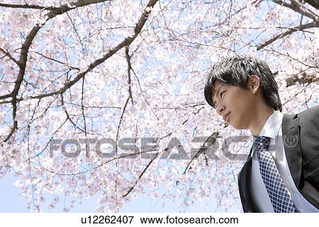 Stock Photo - Young Businessman Under Cherry Blossom Tree. Fotosearch